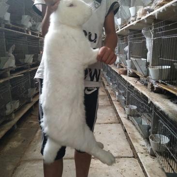 长毛兔种兔2~3kg