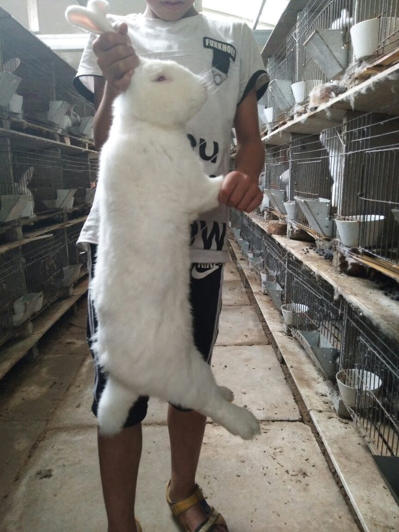 长毛兔种兔2~3kg