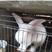 巨高系长毛兔种兔3~4kg