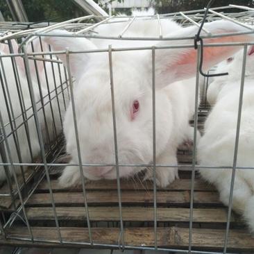 巨高系长毛兔种兔3~4kg