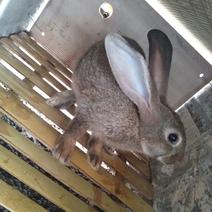 杂交比利时种兔3~4kg