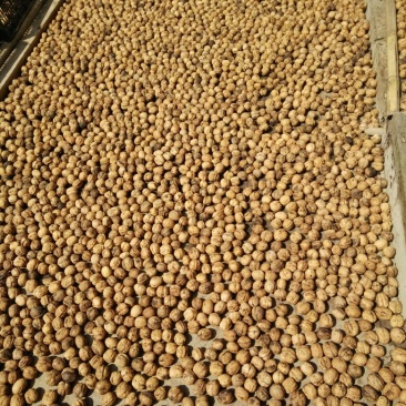 核桃30mm以上去皮干