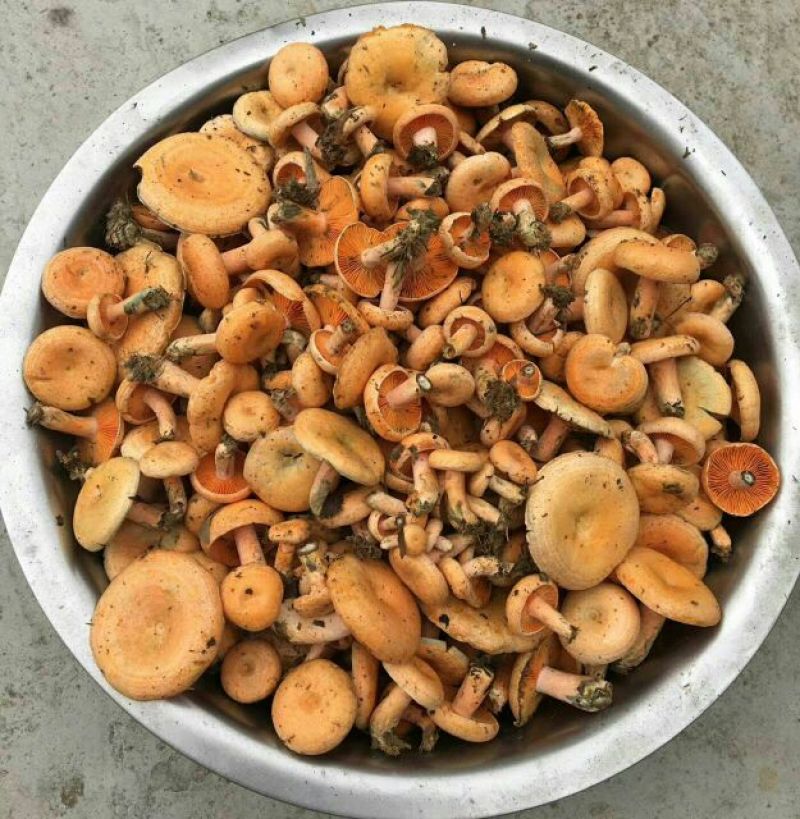 黄丝菌野生