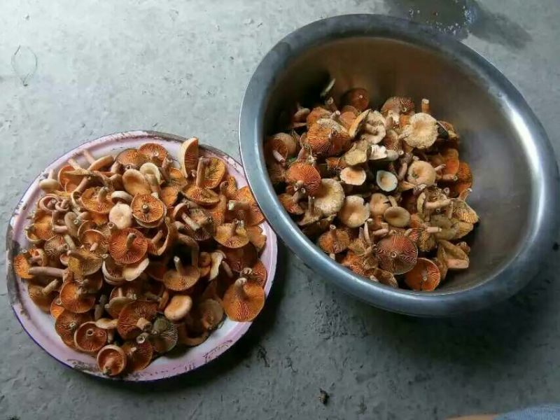黄丝菌野生