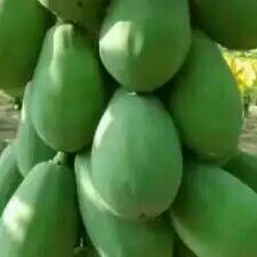 水果木瓜大量供应，1至3斤……欢迎你实地考察，，，，
