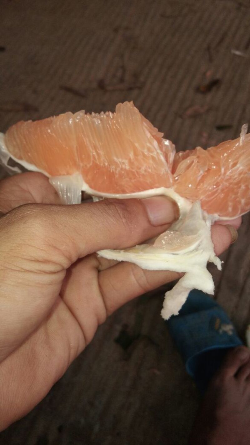 容县黄肉蜜柚单果2.2斤起皮薄肉厚