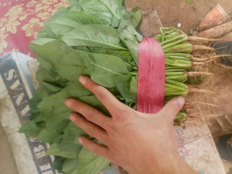 【精品】河北菠菜规格齐全货源充足稳定供货对接商超档口