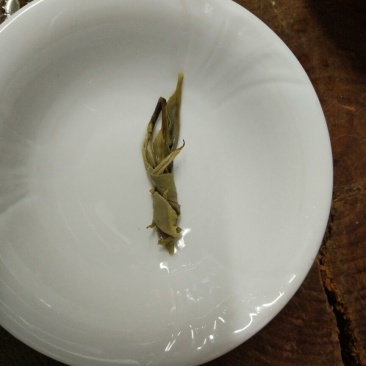 苦丁茶