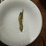 苦丁茶
