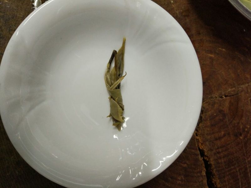 苦丁茶