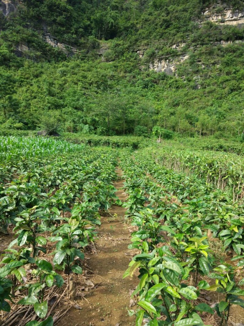 苦丁茶