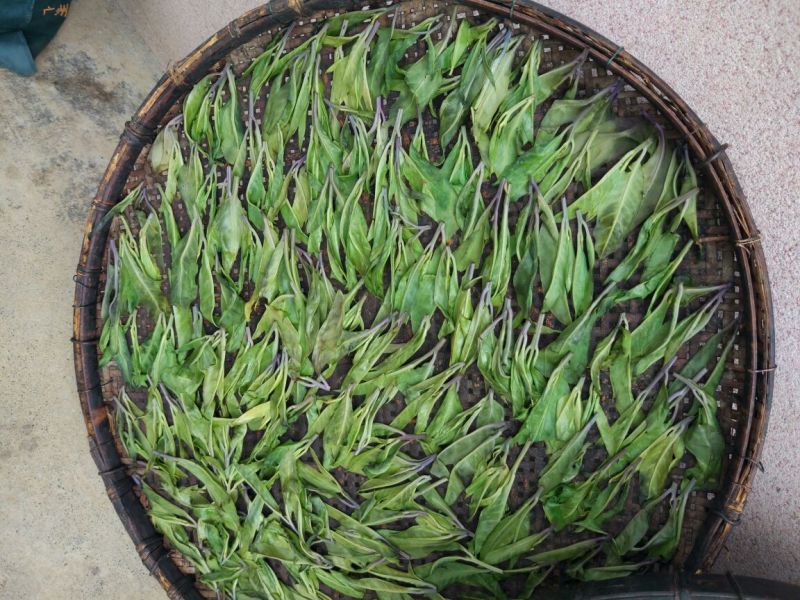 苦丁茶