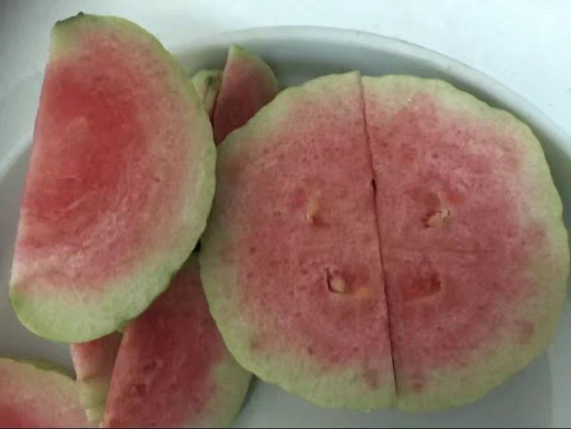 红宝石芭乐苗
