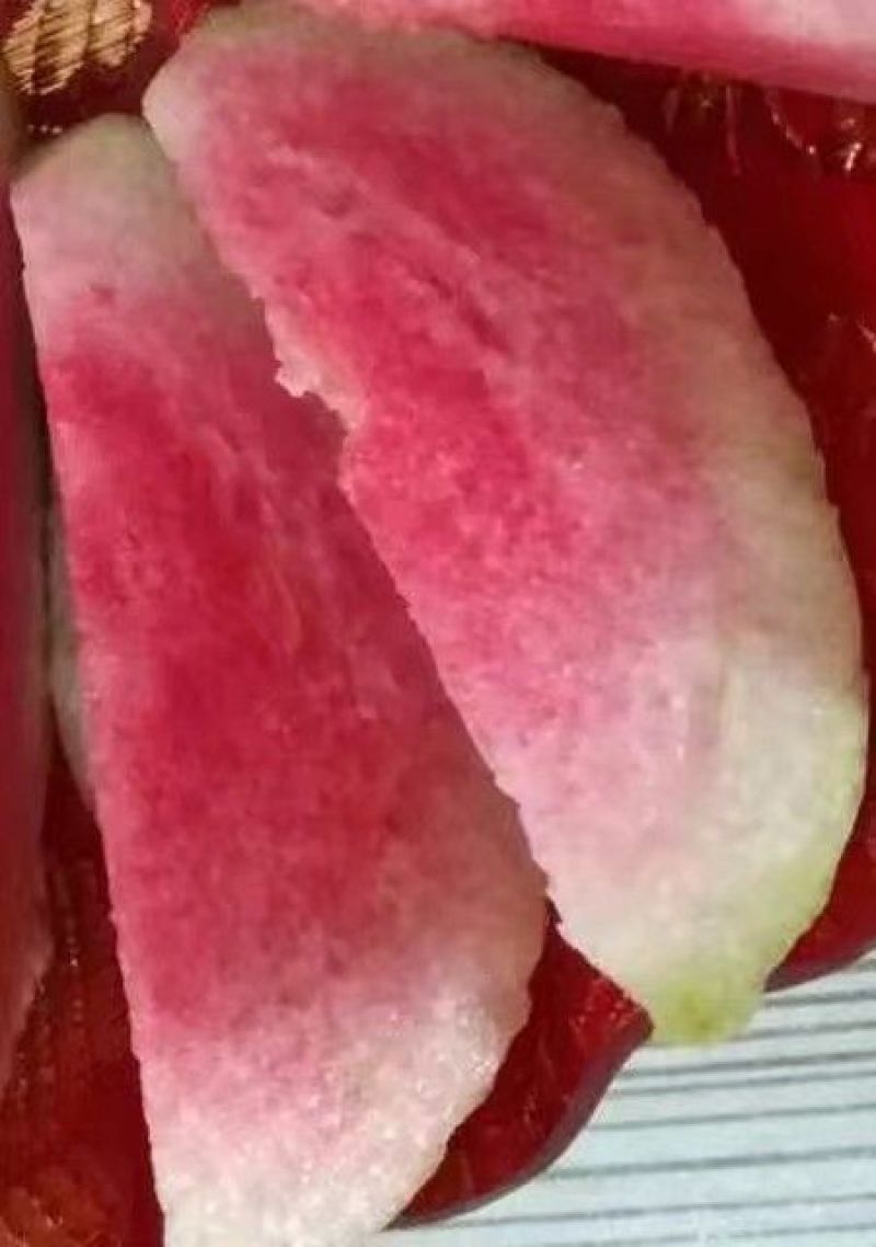 红宝石芭乐苗