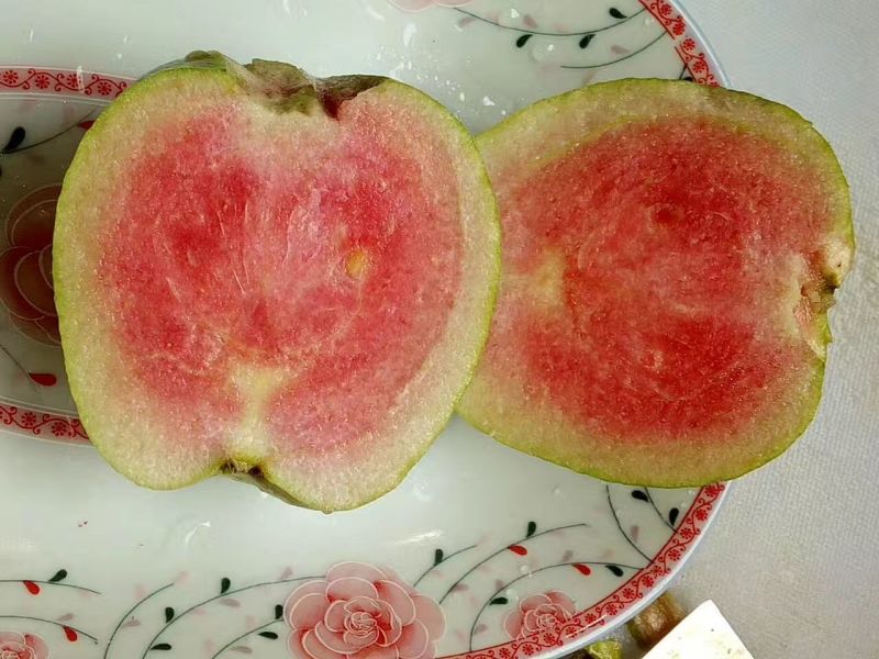 红宝石芭乐苗