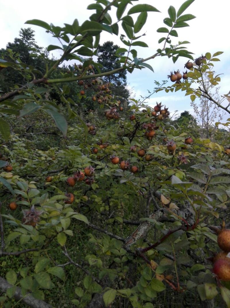 刺梨鲜