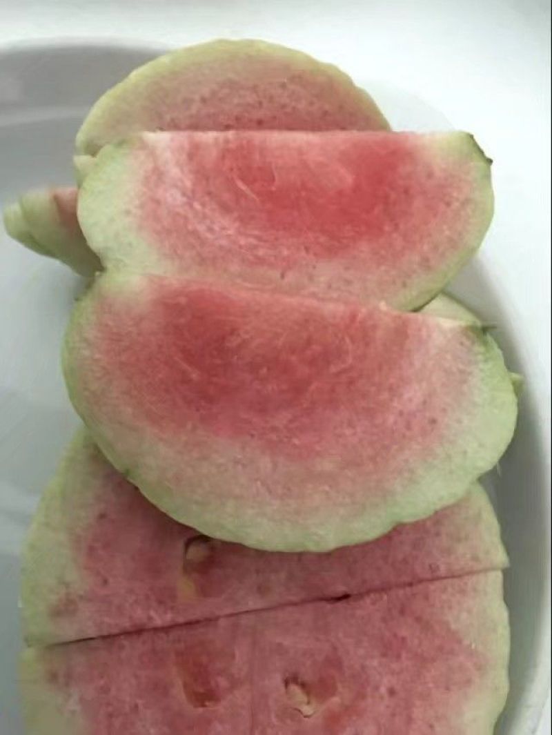 红宝石芭乐苗