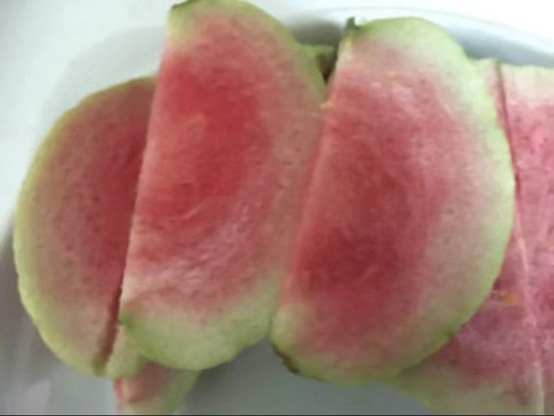 红宝石芭乐苗