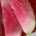 红宝石芭乐苗