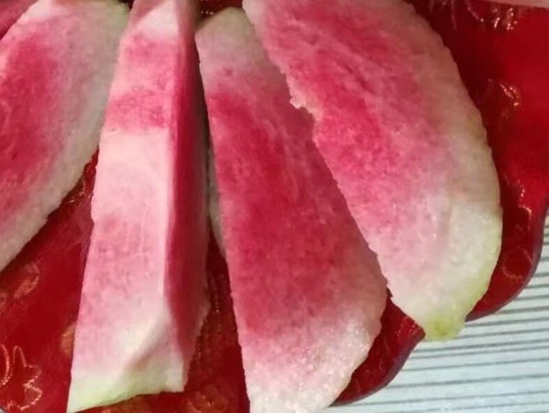 红宝石芭乐苗