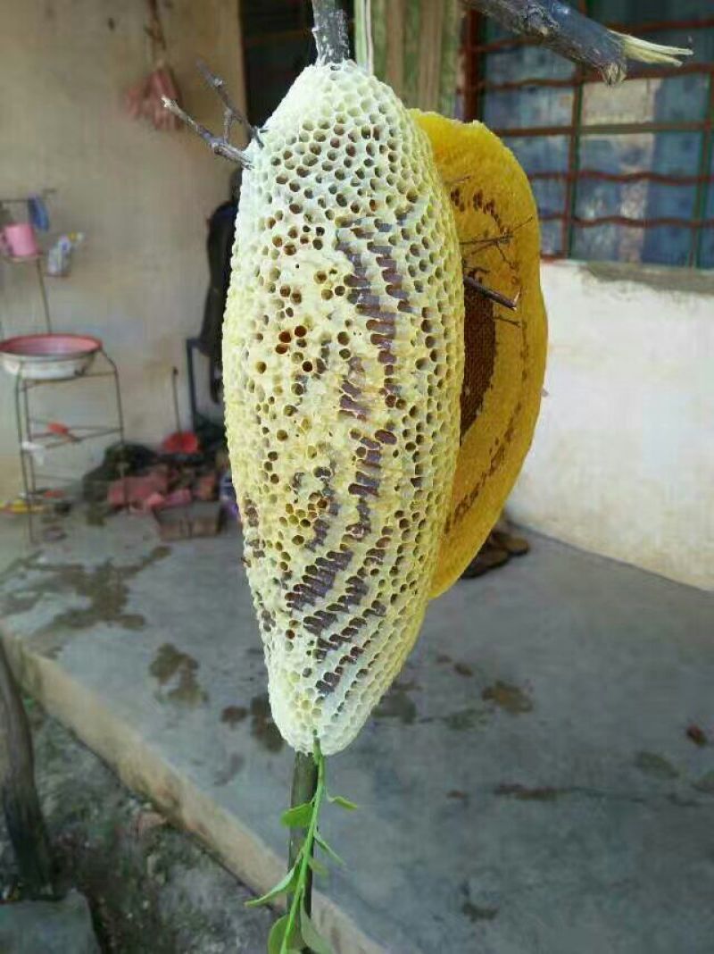 野生小挂蜜蜂平箱装