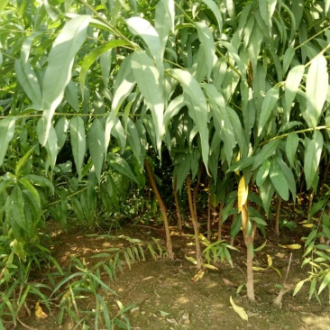 毛桃树苗50~60cm