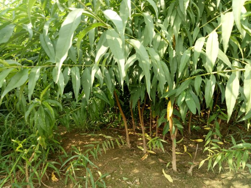 毛桃树苗50~60cm