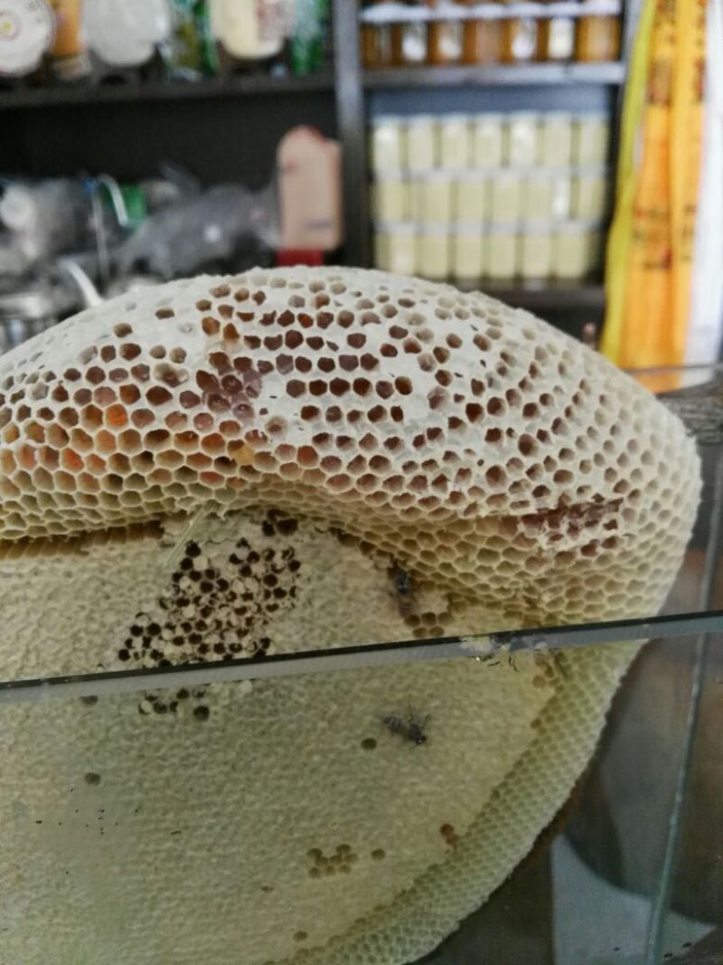 野生小挂蜜蜂平箱装