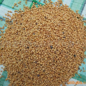 油菜籽1级