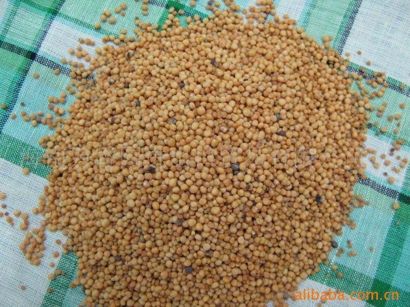 油菜籽1级