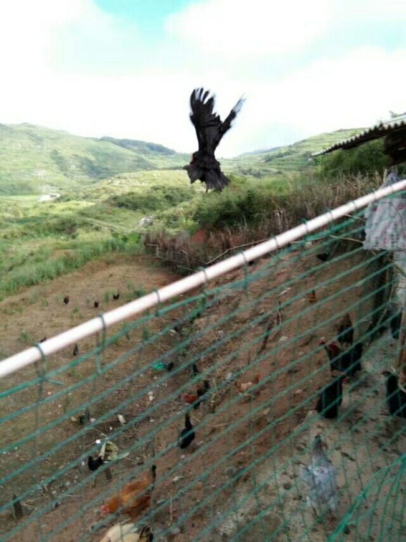 绿壳鸡蛋50g以下食用