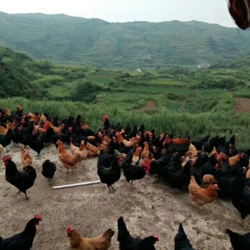 绿壳鸡蛋50g以下食用