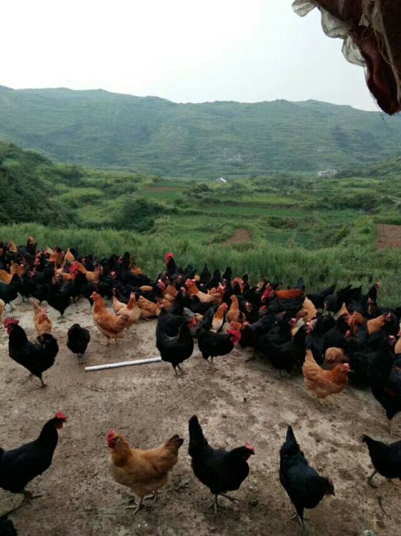 绿壳鸡蛋50g以下食用