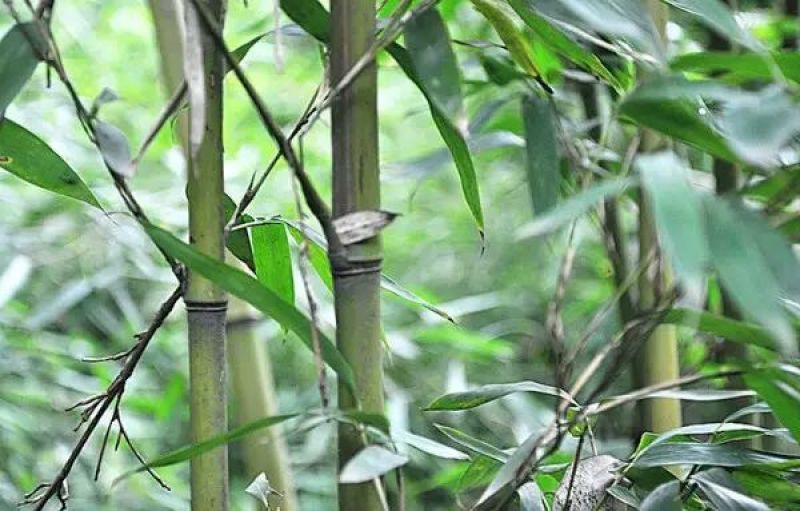 原产地供货，大量供应直销竹子6~7m，规格自定