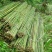 原产地供货，大量供应直销竹子6~7m，规格自定