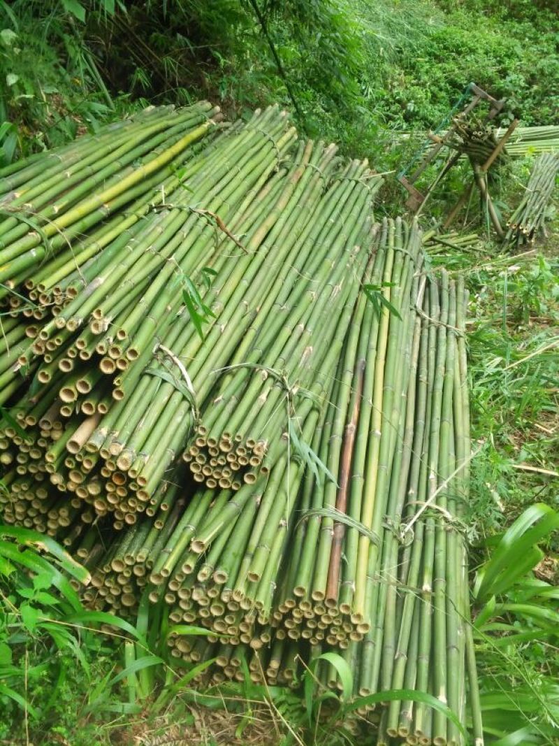 原产地供货，大量供应直销竹子6~7m，规格自定