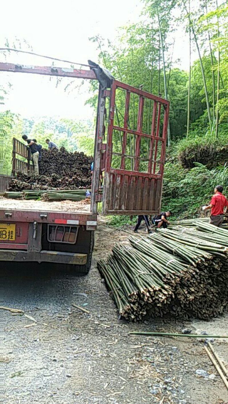 原产地供货，大量供应直销竹子6~7m，规格自定