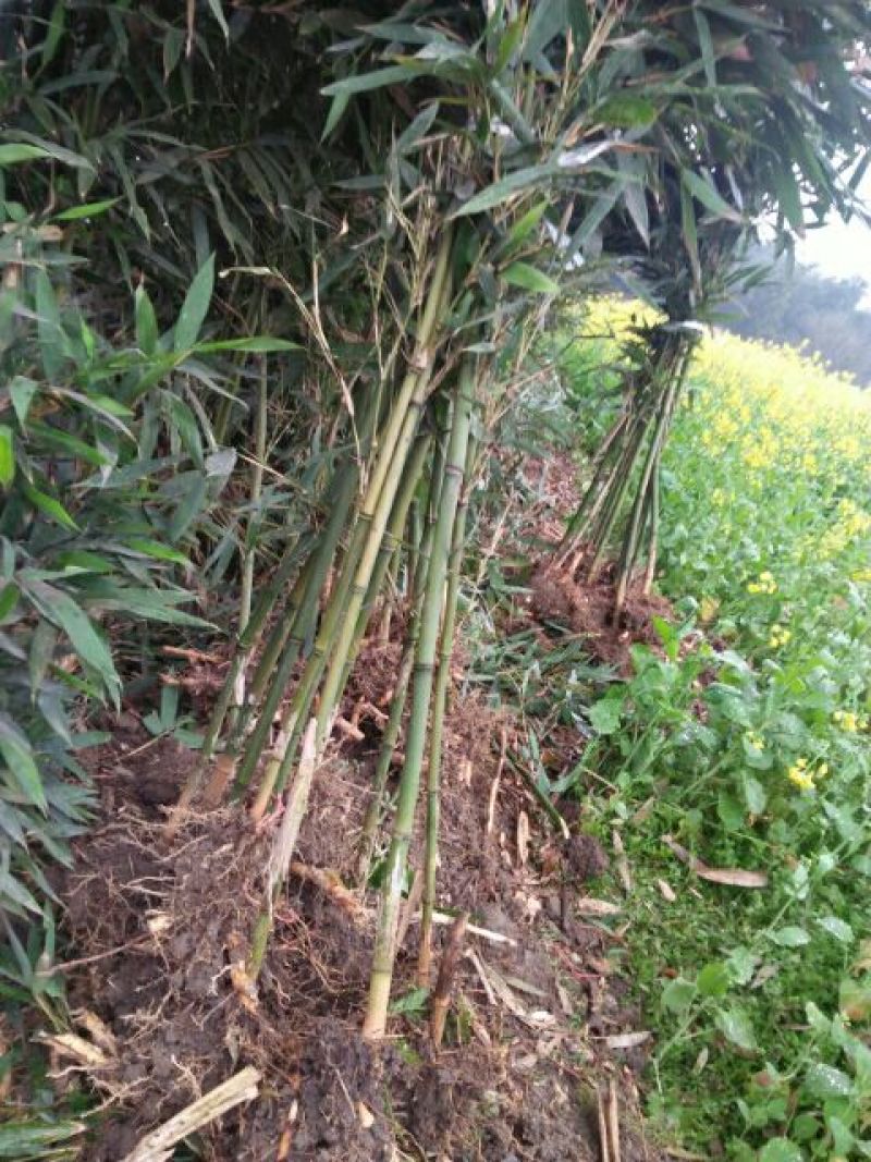 原产地供货，大量供应直销竹子6~7m，规格自定