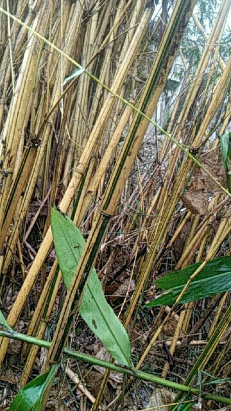 原产地供货，大量供应直销竹子6~7m，规格自定