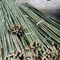 原产地供货，大量供应直销竹子6~7m，规格自定