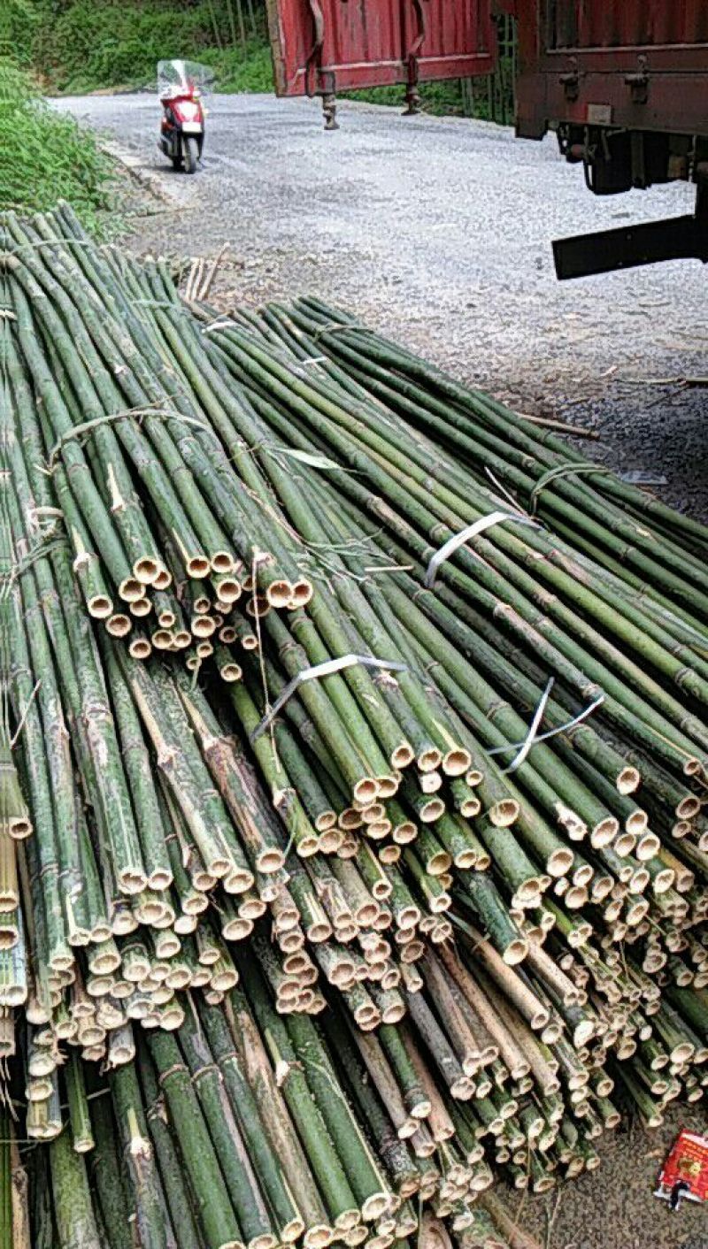 原产地供货，大量供应直销竹子6~7m，规格自定