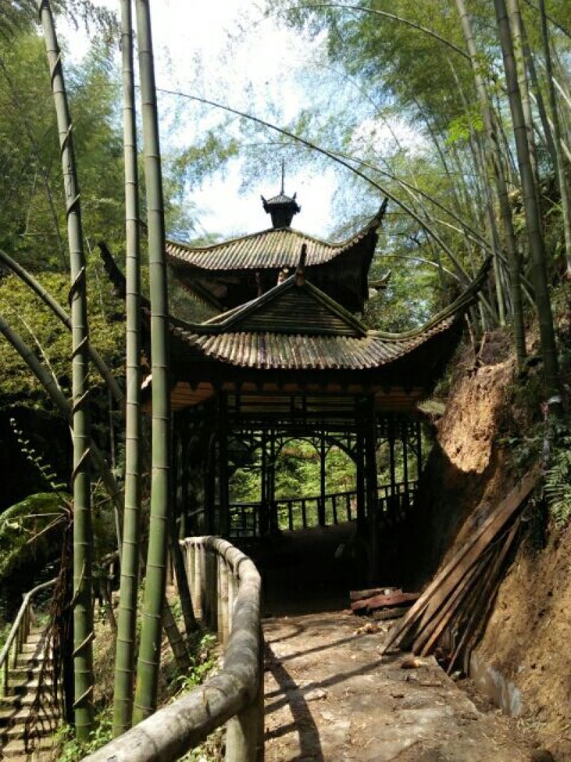 原产地供货，大量供应直销竹子6~7m，规格自定