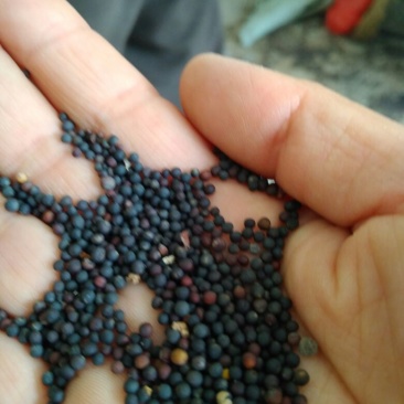 油菜籽汉中洋县本地货出油生榨35-36水份9