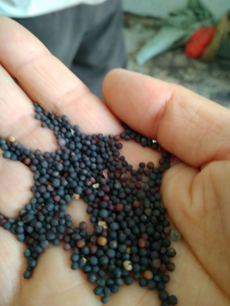 油菜籽汉中洋县本地货出油生榨35-36水份9