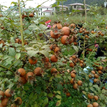 刺梨鲜，水果无籽金刺梨