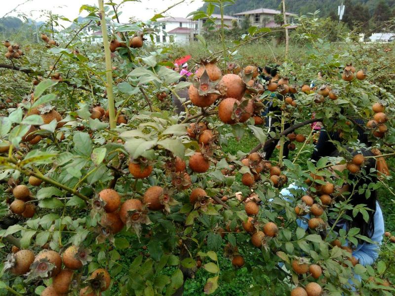 刺梨鲜，水果无籽金刺梨