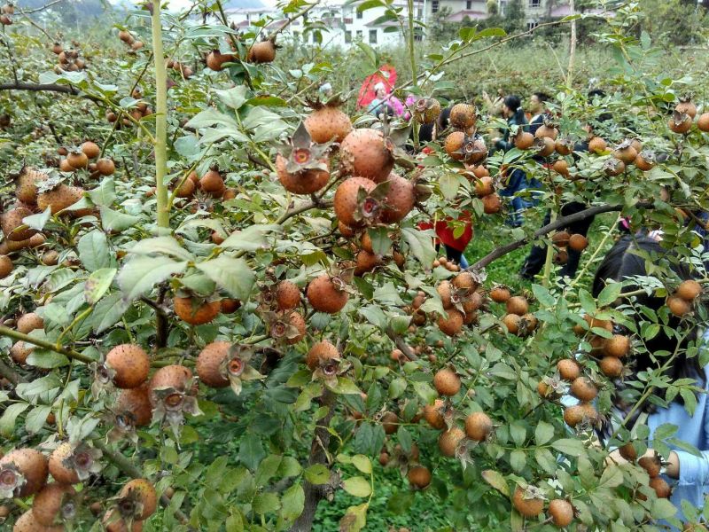 刺梨鲜，水果无籽金刺梨