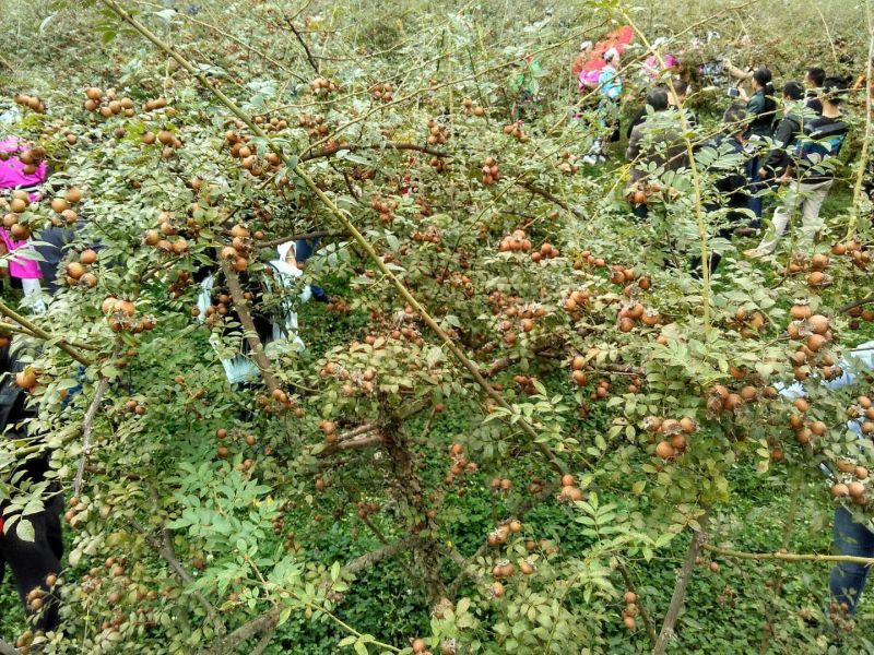 刺梨鲜，水果无籽金刺梨