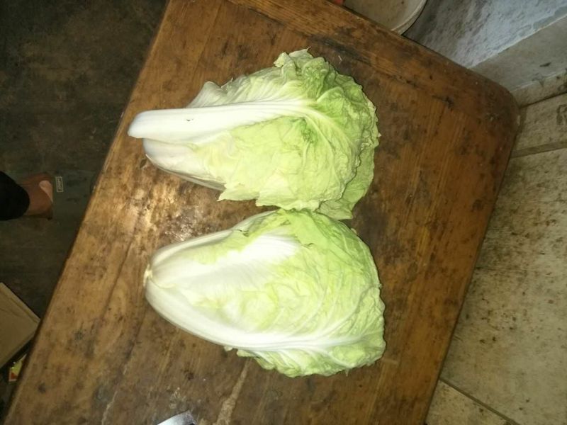 山东济南平阴肥城夏阳白菜大量上市2-3斤净菜，装箱装袋