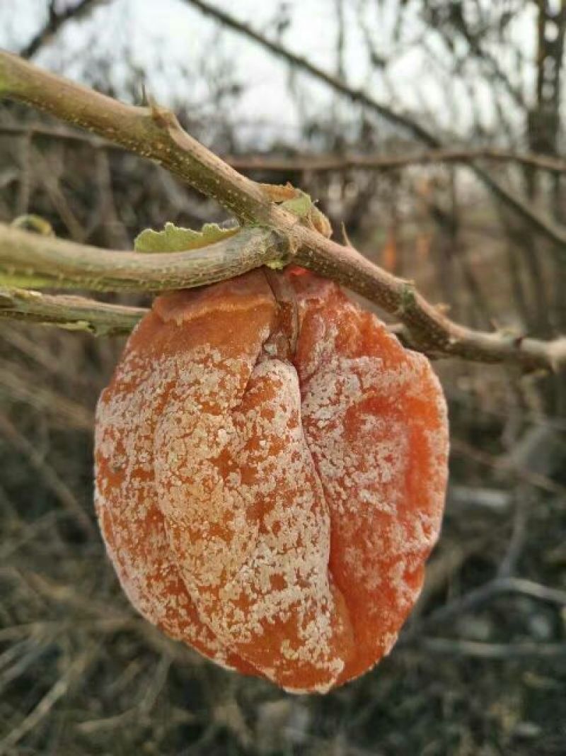 柿饼2~2.5两